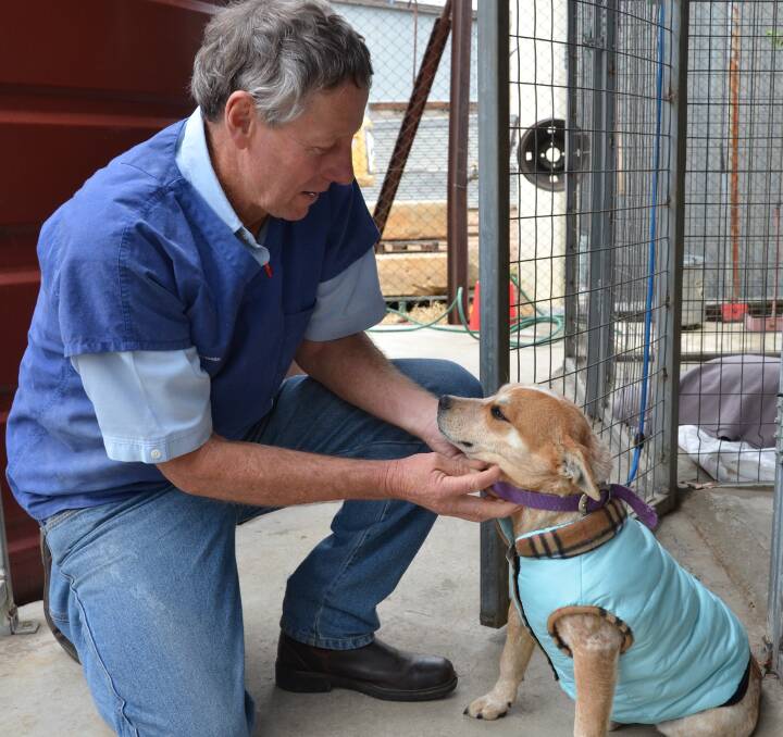 VACCINATION VIGILANCE: Local veterinarian David Amos, of Gunnedah Veterinary Hospital, urges pet owners to remain vigilant when vaccinating animals.