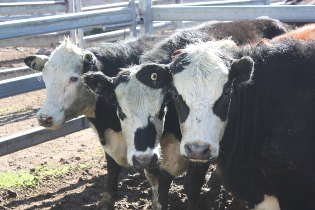 FAT CATTLE: There was a small reduction in overall numbers at Tuesday's fat sale due to the public holiday on Monday, despite there being no sale on Anzac Day next week. 