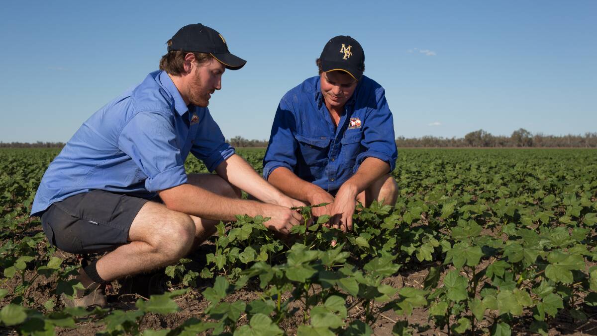 Planning: The brothers have an innovative approach to running Merced Farming at   "Glencoe", near Wee Waa. Photos: John Burgess