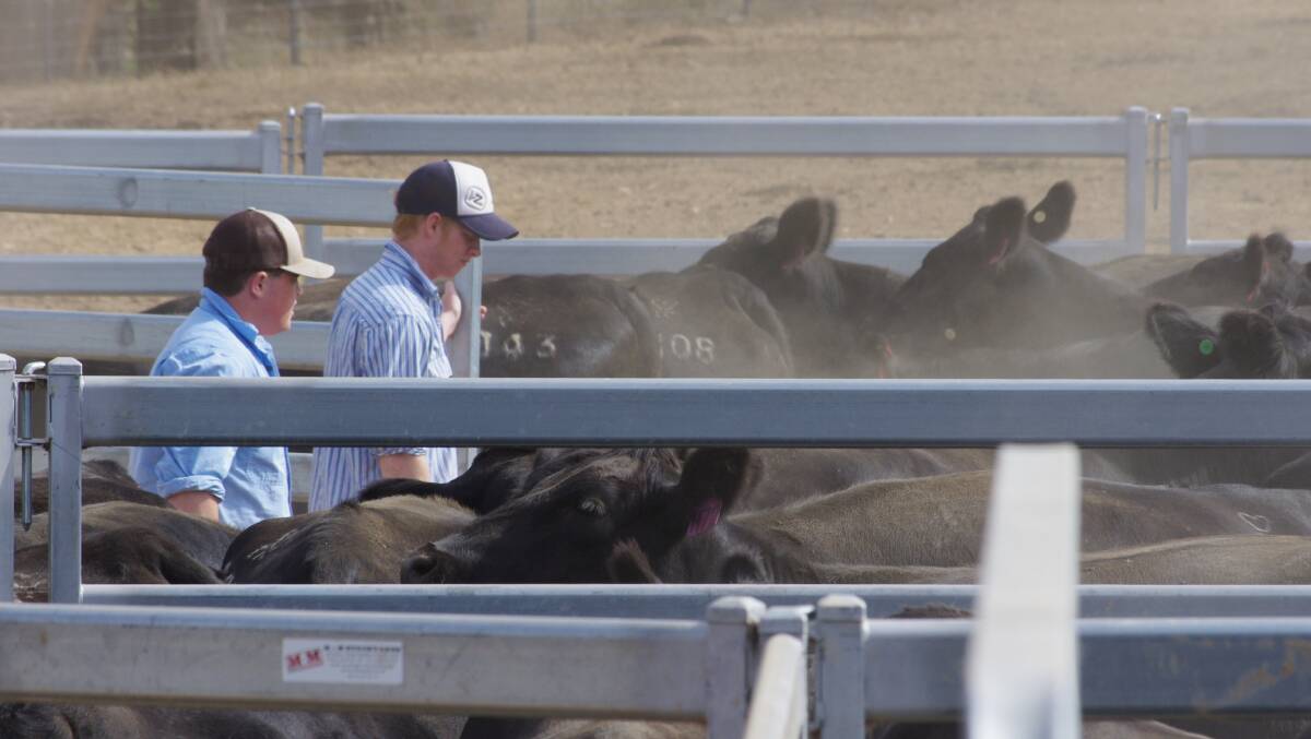 Quality and affordability: Farrer Angus will offer 50 bulls sired by top domestic and US sires and prepared by students at Farrer Memorial Agricultural High School.