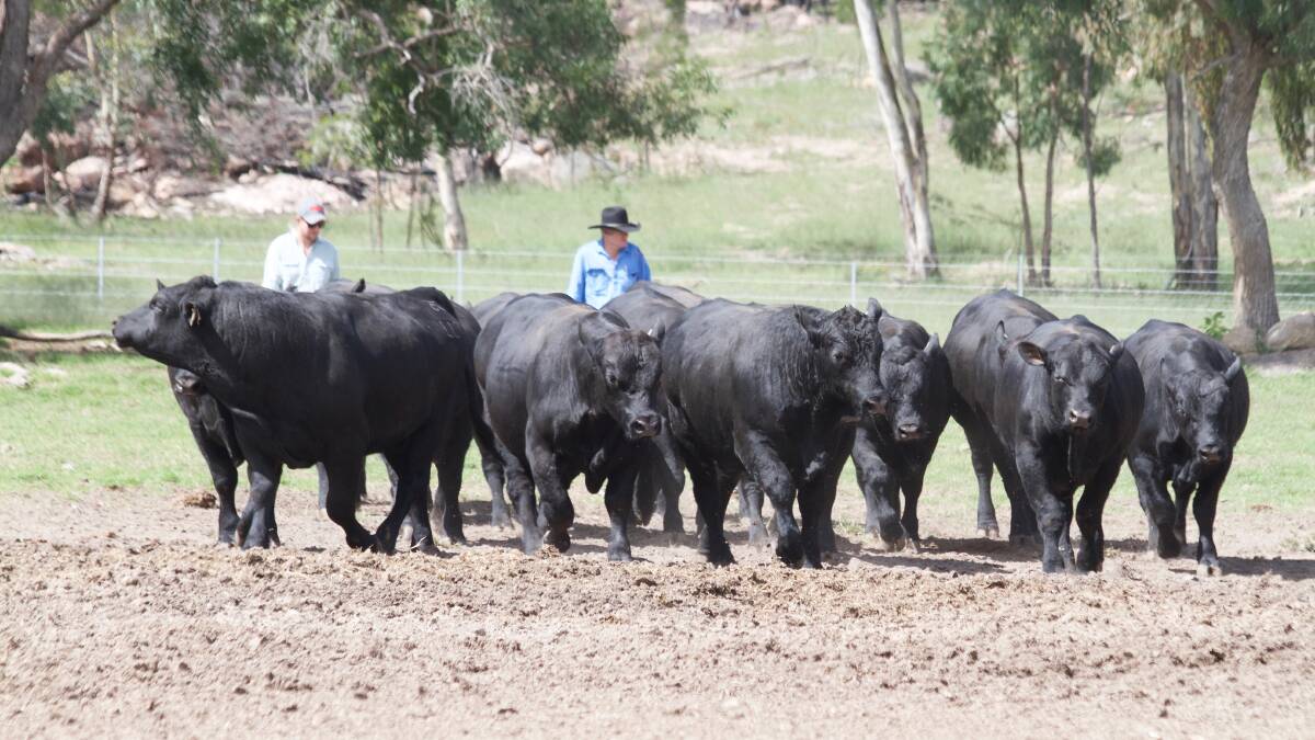 Top line-up: Aaron and Ced Wise, Glenisa Angus Stud, Glen Aplin with a group of youngsters destined for the annual Glenisa Angus Sale, on May 12. Photo: Kent Ward