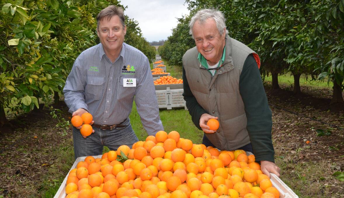 NEW OPPORTUNITY: Gunnedah Chamber of Commerce President Jamie Chaffey, left, and farmer Rob Hoddle with oranges destined for the domestic and export markets. 