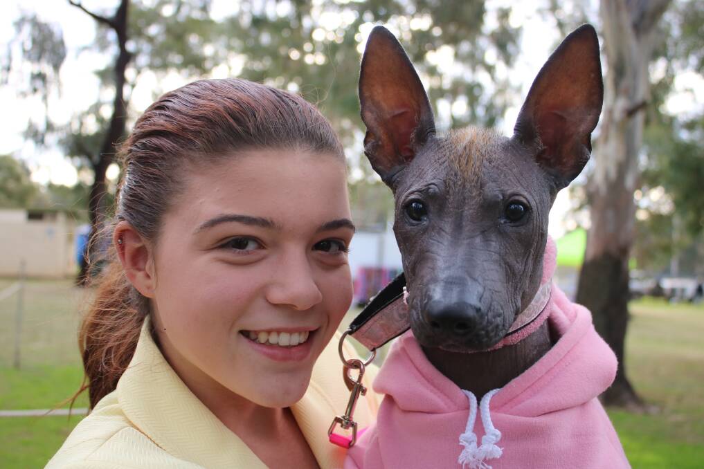 UNUSUAL COMPANION: Teenager Tiarne Tattersall with a Xoloitzcuintle, Eva, a rarity in Australia. The pair are pictured at the Gunnedah Kennel Club grounds.