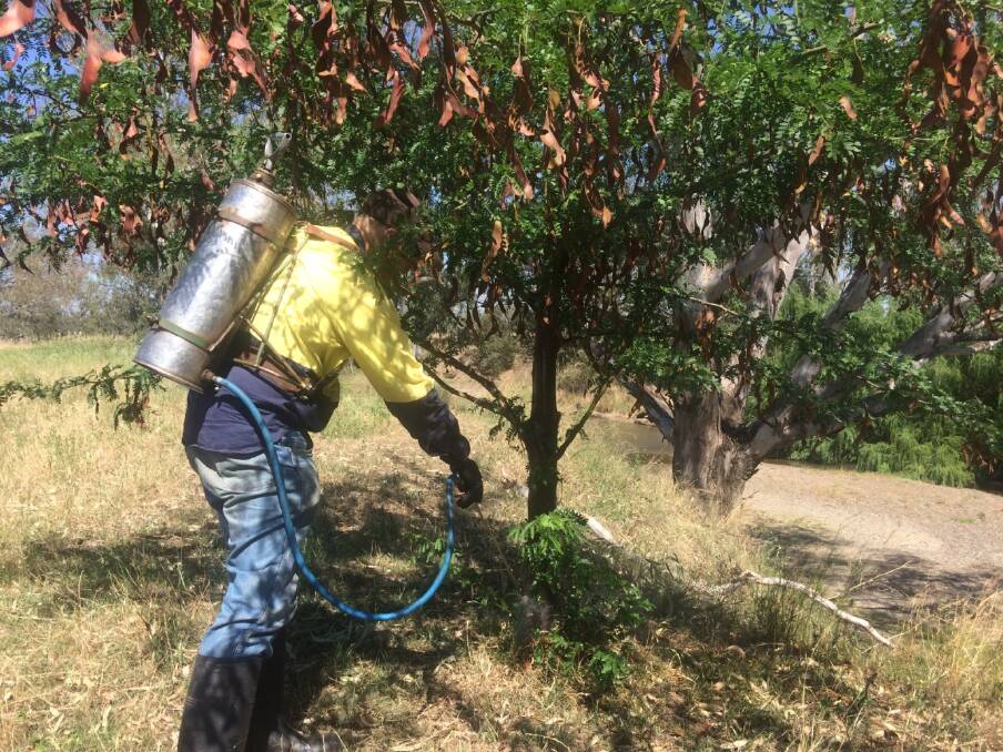 ACTIVE MANAGEMENT: An invasive Honey Locus tree is sprayed near the Namoi River at Carroll as part of the 2017 summer inspection program funded by North West Local Land Services.