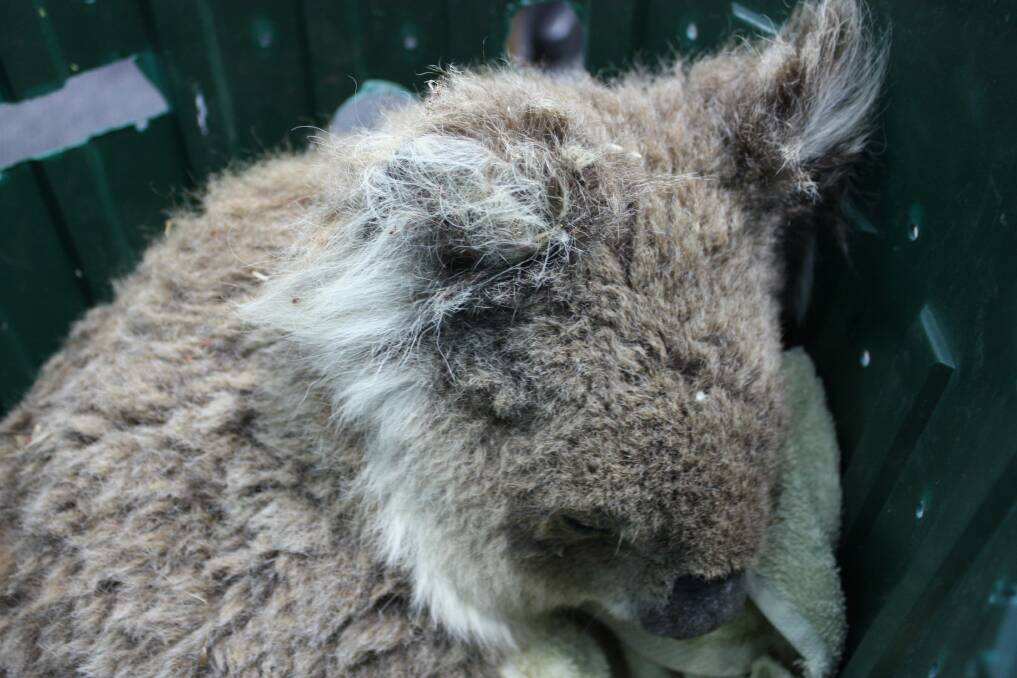 A female koala is in recovery and awaiting further testing after being hit by a vehicle and left on the side of the road.