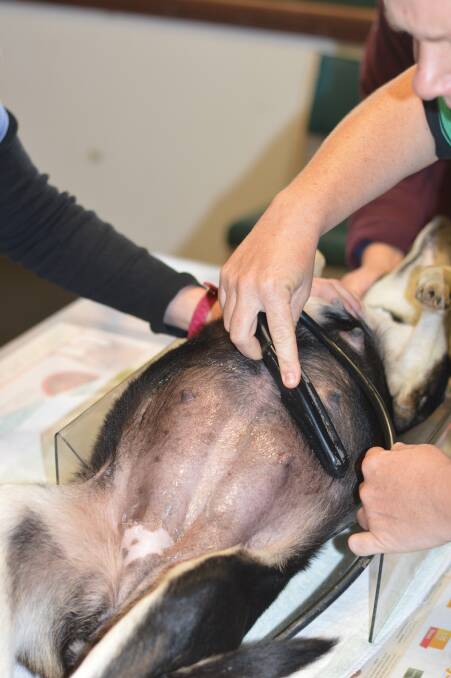 Sadie undergoes an ultrasound at Gunnedah Saleyard Veterinary Clinic.