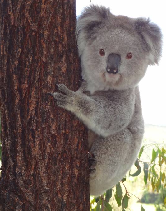Help save our koalas for future generations