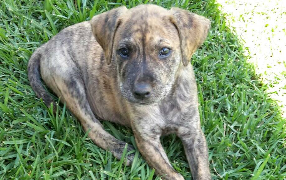 Ricky is a male wolfhound cross puppy.