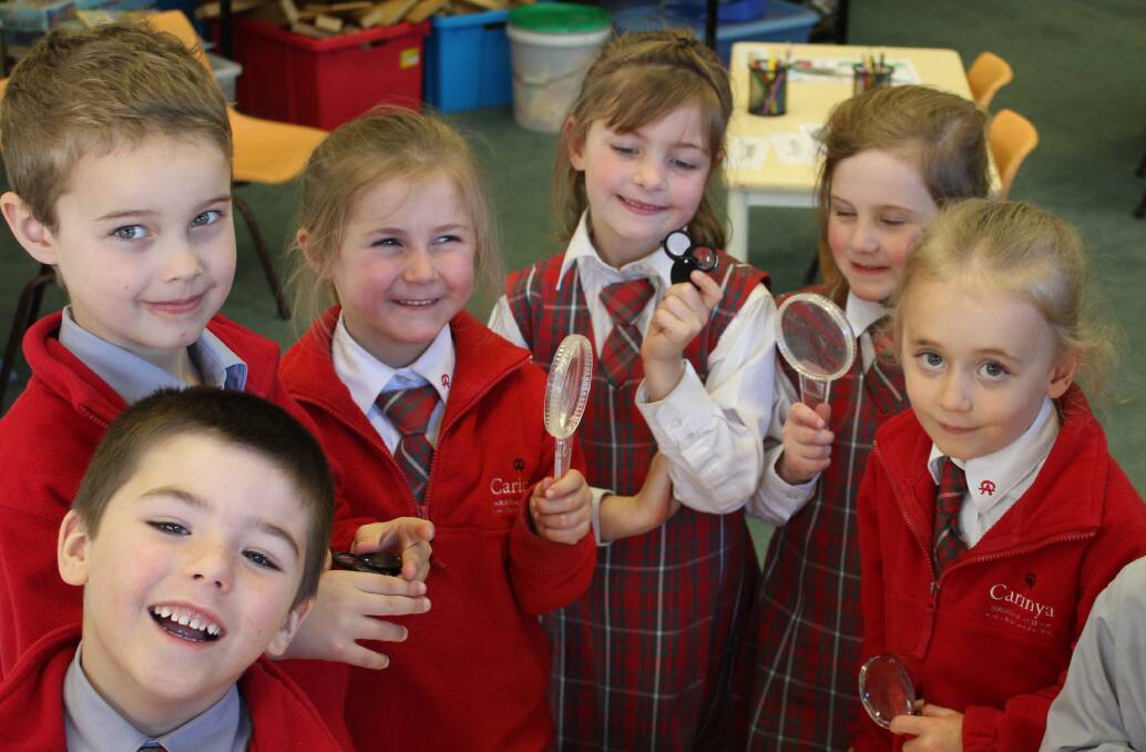 Carinya Christian School Kindergarten students use magnifying glasses to see the various life cycles of the silk worm.