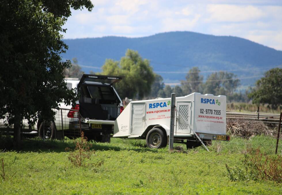 RSPCA NSW conduct a follow-up inspection at a Gunnedah property on April 3.