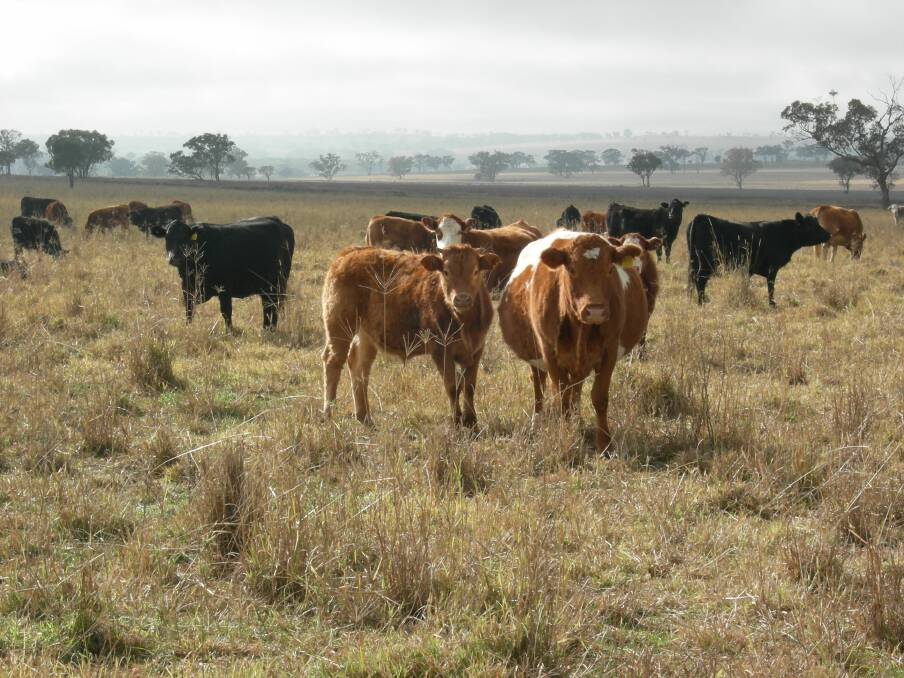 Dwindling pastures have led to an increased supply of cattle to markets. Photo: NSW DPI
