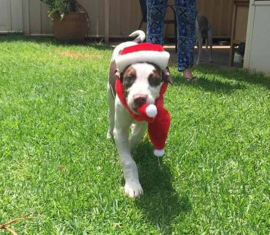FEELING FESTIVE: Pointer cross puppy Brandie gets a new home for Christmas.