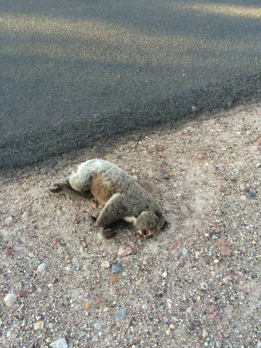 A dead koala found on the side of Goolhi Road after being hit by a vehicle.