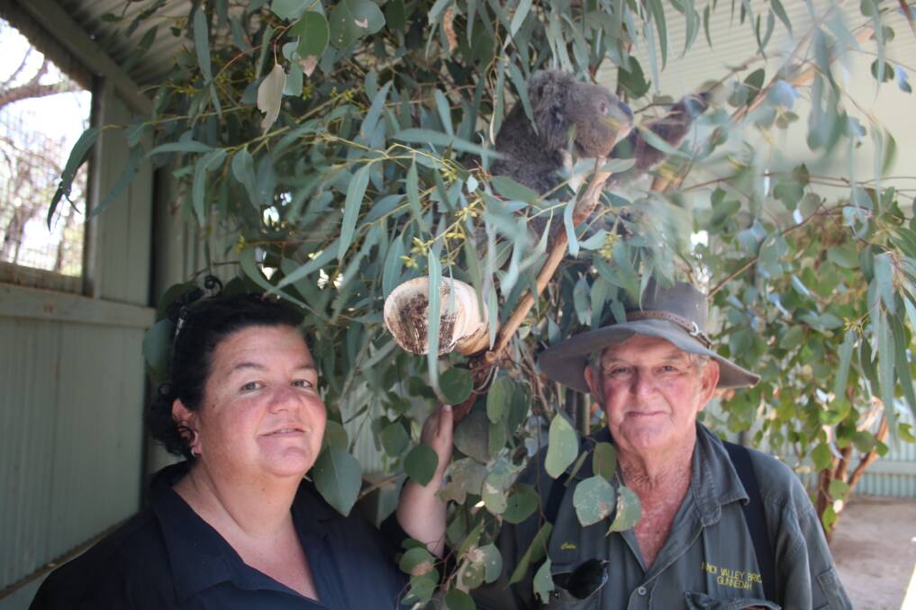 FEELING POSITIVE: Jodi and Colin Small in an enclosure with one of the resident koalas at Waterways Wildlife Park.