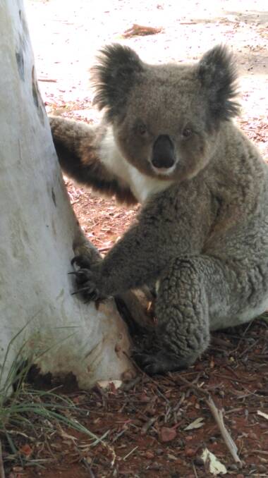 Sharon Tydd  of Blackjack Camera Club captured this koala while it rested in the shade of a tree at Gunnedah South Public School.