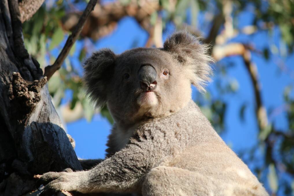 Pud the koala was recently rehabilitated by WIRES' Martine Moran who wants to ensure the beloved marsupials have a strong future in the Gunnedah shire. Photo: Vanessa Hohnke
