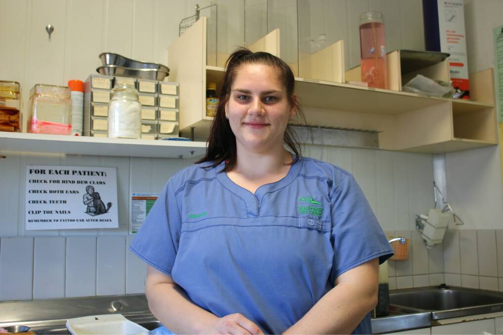 Gunnedah's Maddison Lawback is doing what she loves at Gunnedah Saleyards Veterinary Clinic.