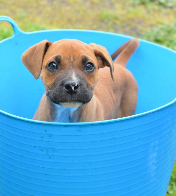 NO ROOM: Moby is one of five male boxer cross puppies who will be sent to the Central Coast to be rehomed due to lack of space. Photo: Maddison Lawback