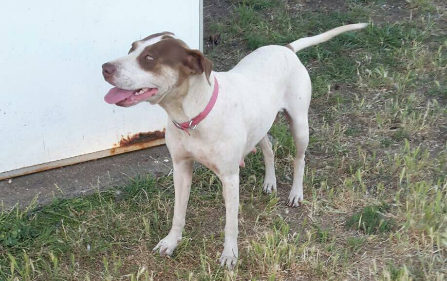 Indy is a female pointer cross.