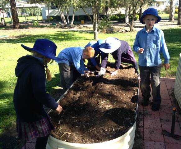Somerton Public School students eagerly look for shooting plants in the vegetable garden. They have planted snow peas, beans, beetroot and spinach.