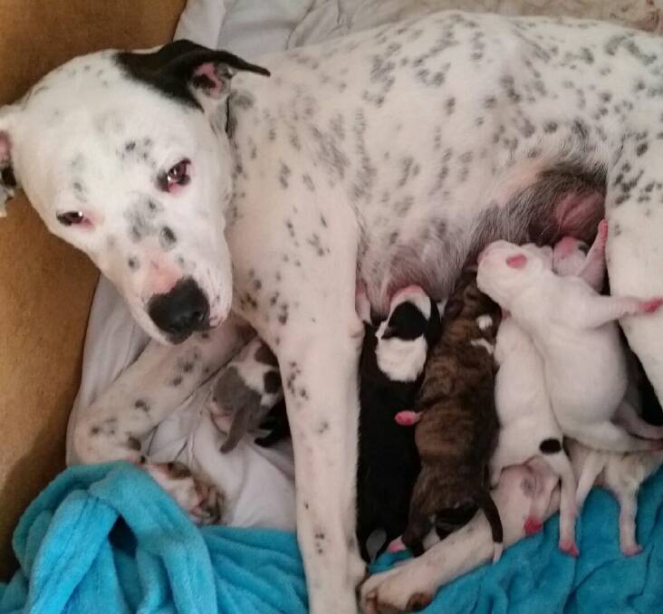 PUPPY LOVE: Lola the bull Arab cross with her new litter of 10 puppies - six girls and four boys. Mum and pups are in good health and will need new homes soon.