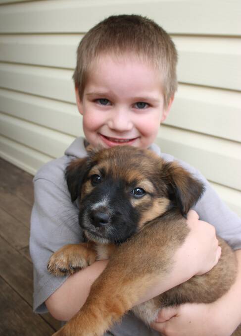 PUPPY LOVE: Four-year-old Caden McKinnon loves cuddling RSPCA puppy Willy who is looking for a new home.
