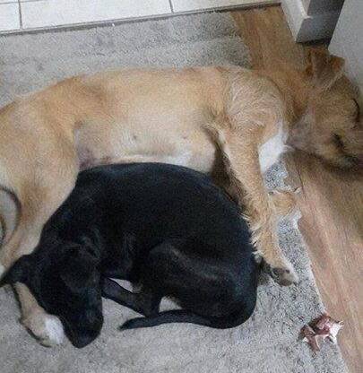 Gypsy cuddles up with one of her foster carer's pets.