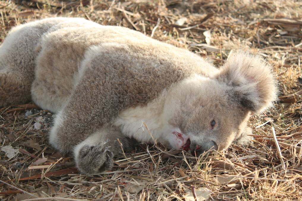 A dead koala found by the Namoi Valley Independent on the edge of the Breeza Plains on Thursday. It appears to have been killed by a vehicle.