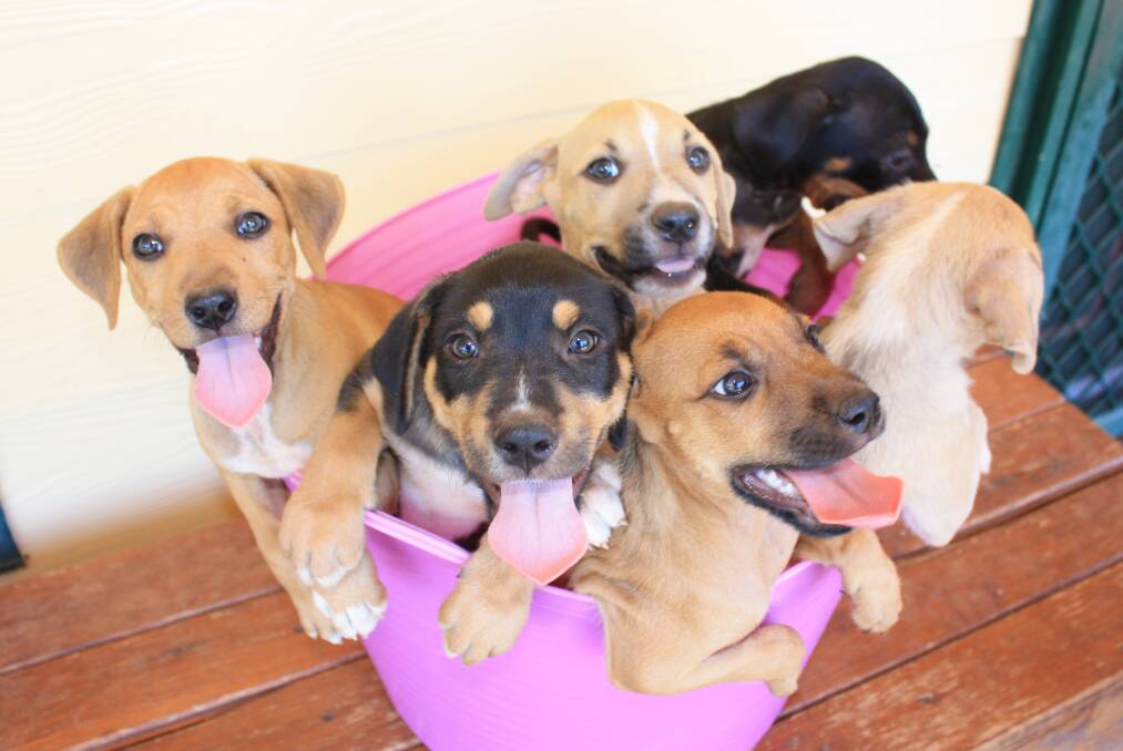 A litter of six puppies are in need of homes.