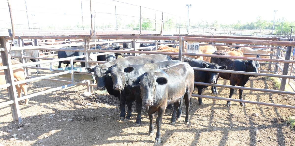 SUMMER HEAT: Cattle producers have seen the negative impacts of the summer heat. Photo: Billy Jupp