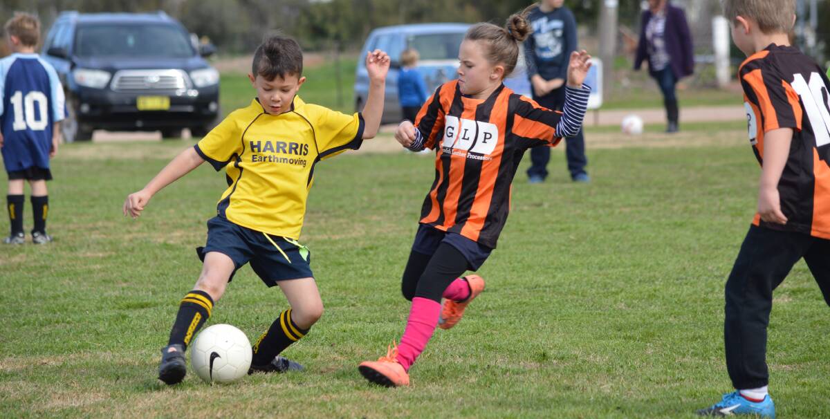 Roman Thompson of Harris Earthmoving (yellow shirt) on the attack in the Gunnedah 7 years age group. 