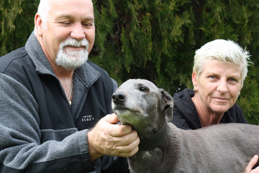 Family love: Steve and June Lanesbury with loveable pet and former racing greyhound Gracie. The local trainers were hoping to soon rehome another ex-racing dog with an adoption agency.