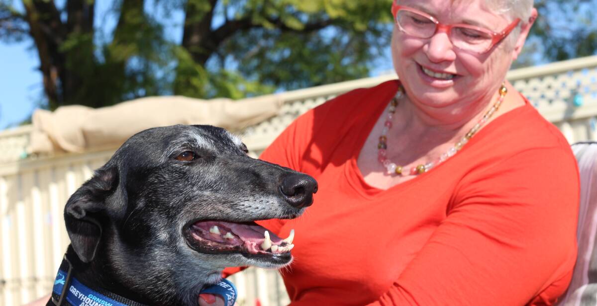 Delightful Dani: Pam McWilliams with her rehomed former racing greyhound, Dani. Pam is already considering adopting a second greyhound.