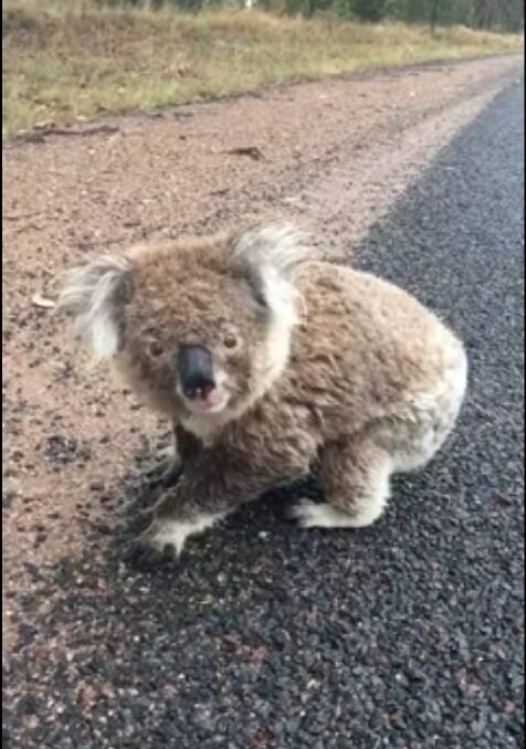 On the road: This koala has a drink on the roadside on Wandobah Road.