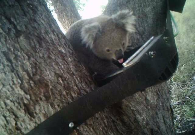 Having a drink: A koala at a Blinky Drinker. Picture: University of Sydney.