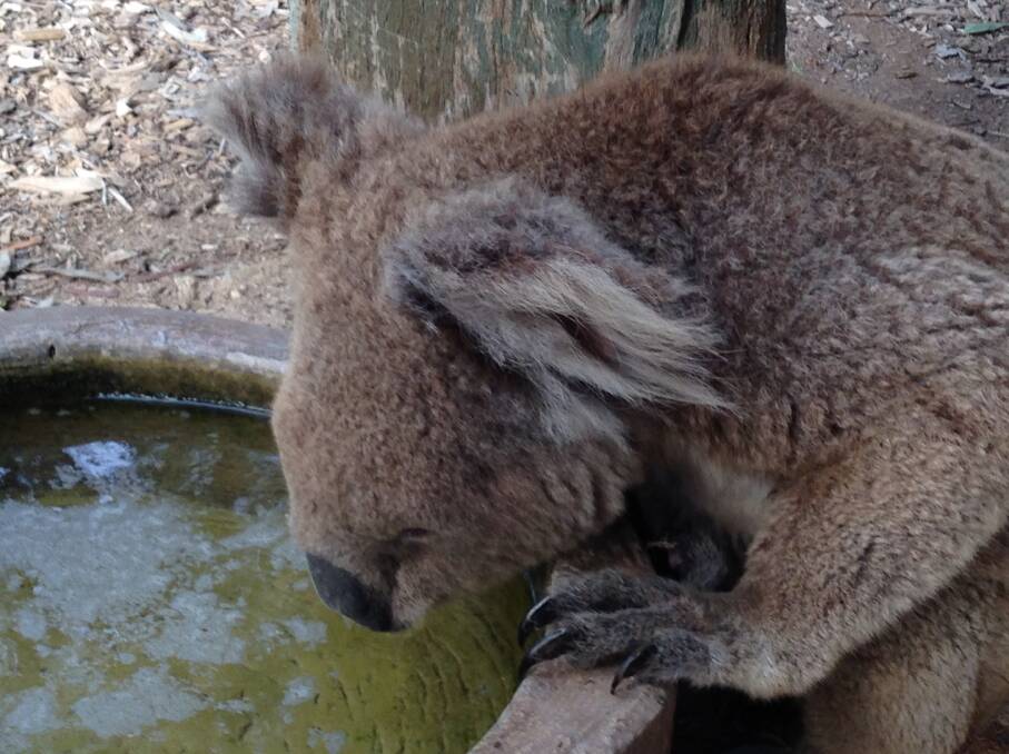 Thirsty work: A koala has a drink at Waterways Wildlife Park.
