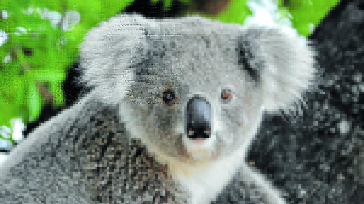 Researchers seek historic koala stories