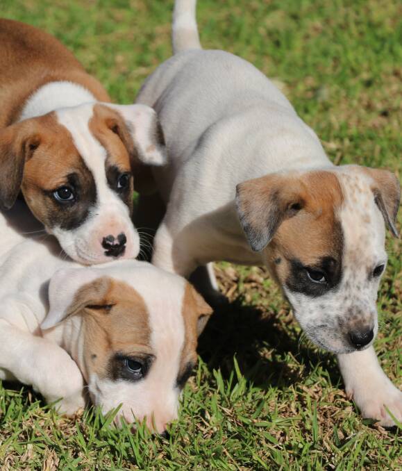 HOME WANTED: Three of the six cattle cross puppies found underneath a Gunnedah house are in need of a new home. At eight-weeks-old, the RSPCA is calling on locals to adopt the playful and ever-so-cute pups.