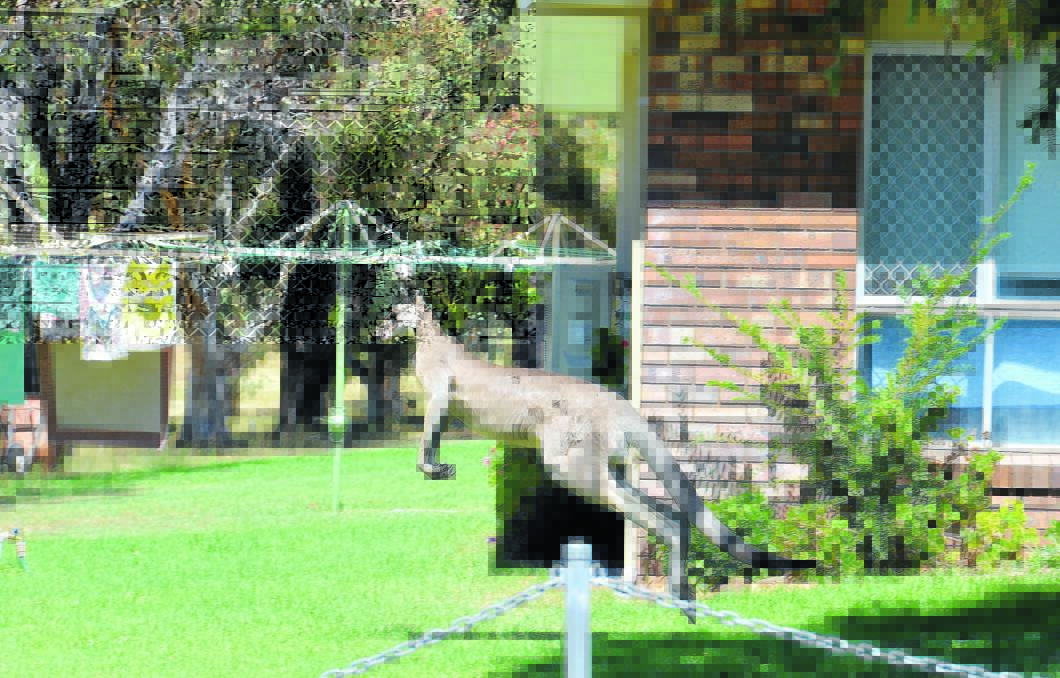 SOLUTION: Hundreds of kangaroos will no longer be making themselves at home among the Village Homes units.
