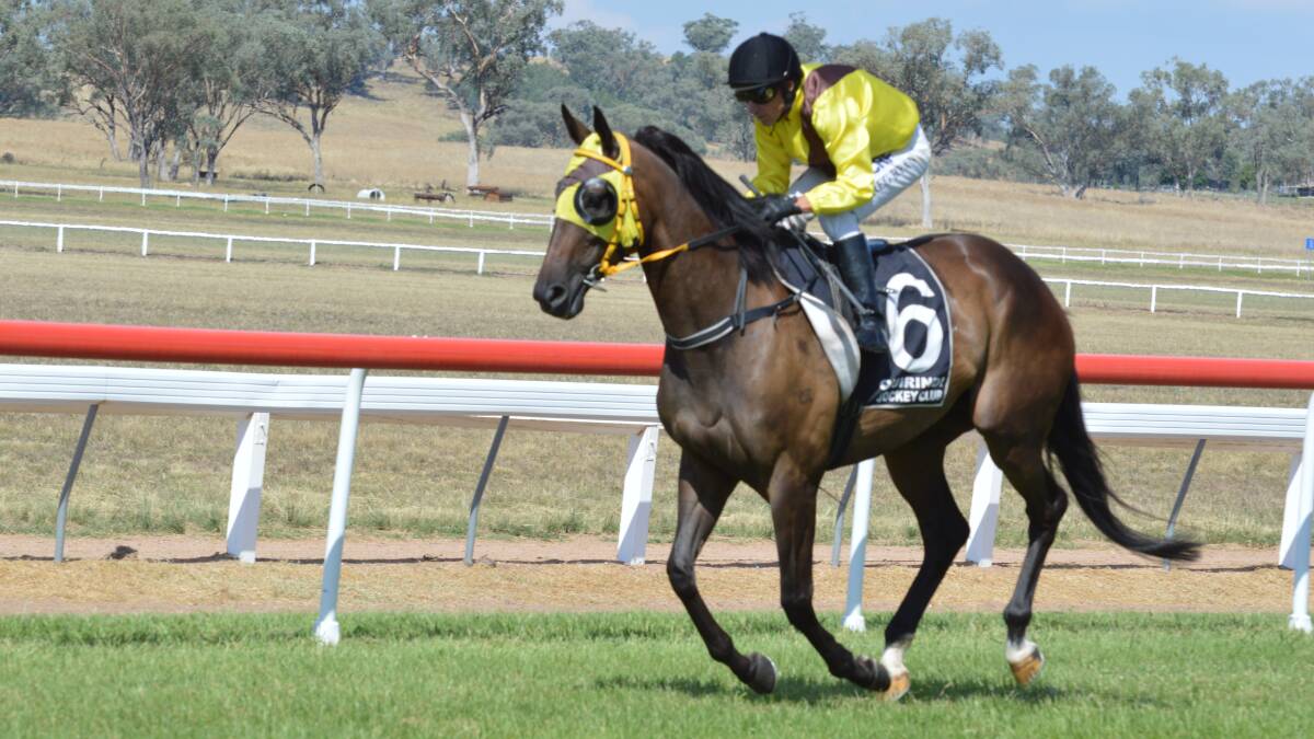Best of the bunch: Supreme Goddess continues to run well for Gunnedah trainer Sally Torrens, finishing sixth in the Mornington Prelude.