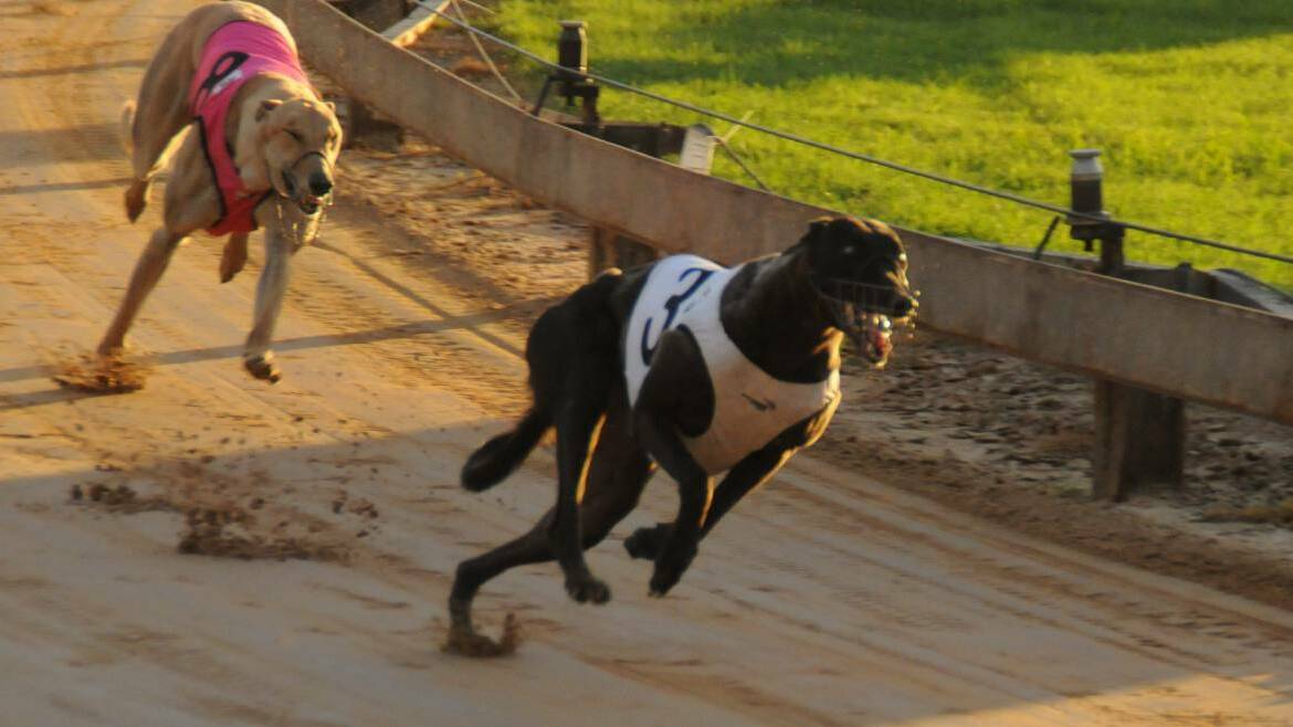 Greyhounds on show in Gunnedah