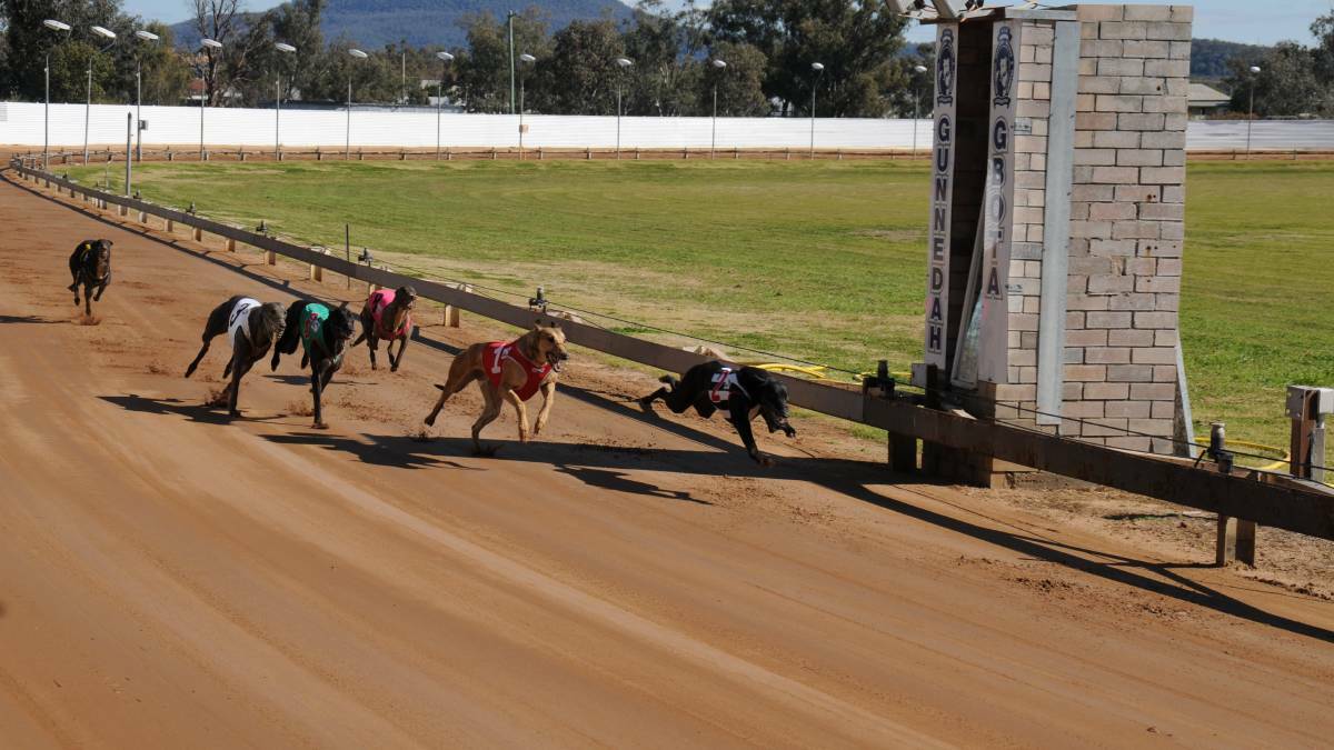 On track: Gunnedah chaser Rice To Riches is one of two greyhounds trainer Jamie Bush is looking to qualify for the Tamworth Cup Final.