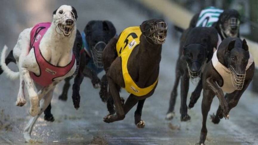 Greyhound racing to be banned in NSW | Rolling coverage