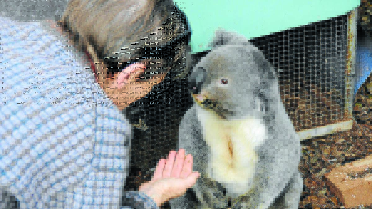 WIRES carer Martine Moran with the injured koala. Picture: Marie Low, Namoi Valley Independent.