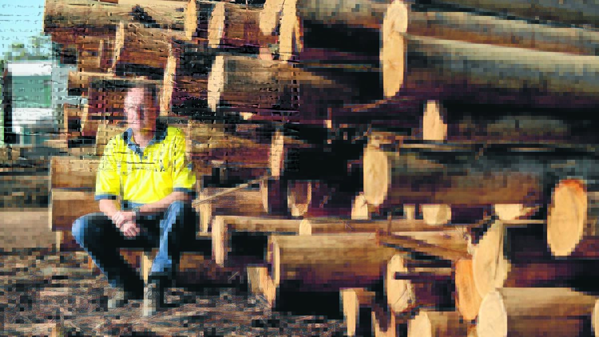 Manager of Gunnedah Timbers, Paddy Paul, is frustrated with the ongoing road blocks relating to commercial logging. The mill could potentially close in three months, prompting calls for the NSW Environment Minister to visit the mill. State MP Kevin Anderson has also asked the minister to personally intervene. Photo: Barry Smith.