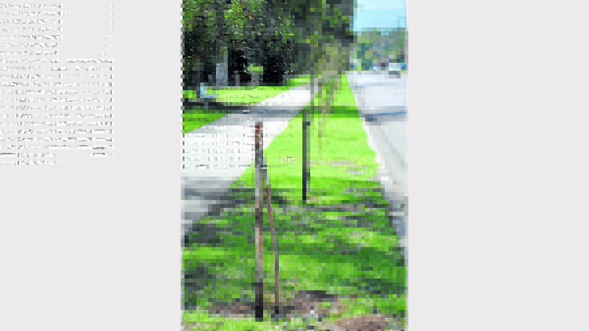At least 15 Crepe Myrtles lining Links Road were snapped off by vandals on Friday night. 