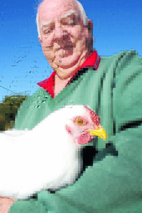  Peter cradles his prized pullet which won Champion Bird in Show recently.