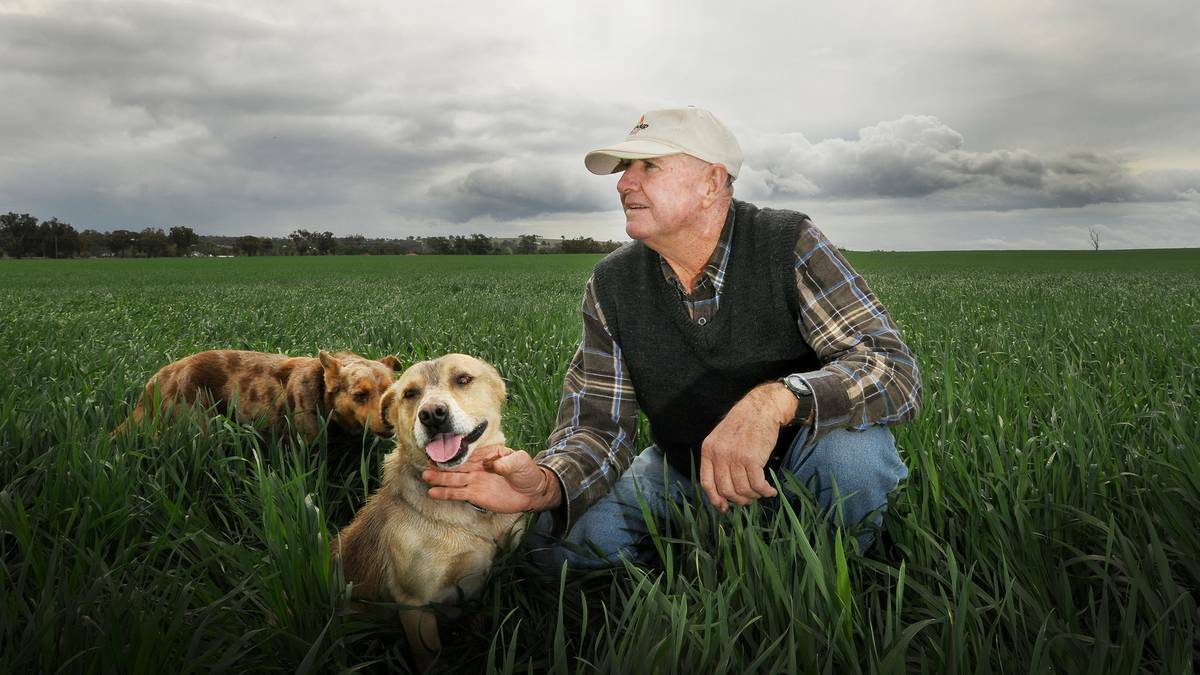 RACE AGAINST TIME: Tamworth wheat and barley grower Robert Smith says while a good downpour late last month revived his winter crop prospects, more was desperately needed. Photo: Gareth Gardner