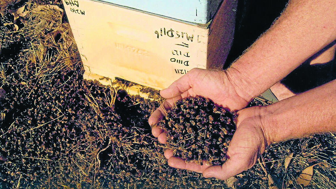 Nelson's Honey owner calls for action over Boggabri bee deaths
