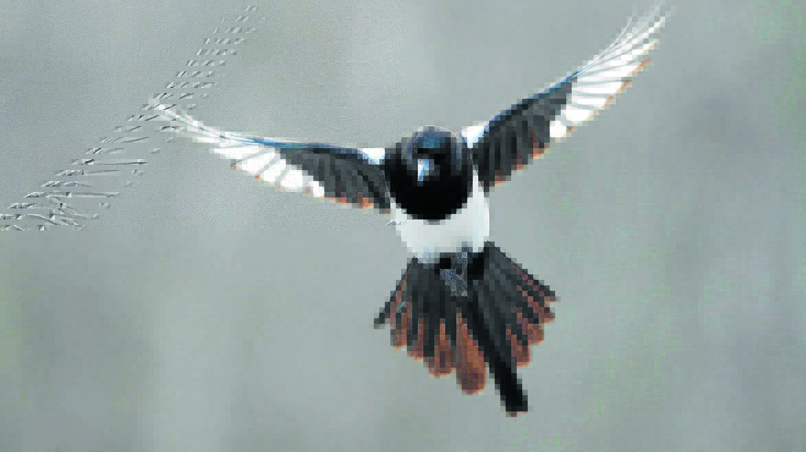 Magpies are on the move during nesting season.
